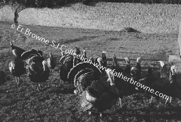 TURKEYS